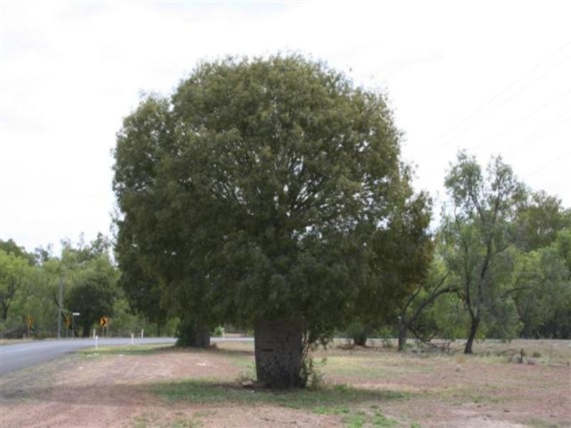 L5 Dargal Road, Roma QLD 4455