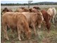 0 Maranoa District, Mitchell QLD 4465