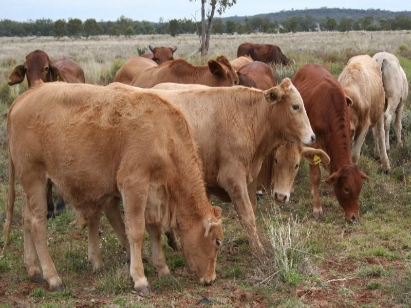 0 Maranoa District, Mitchell QLD 4465