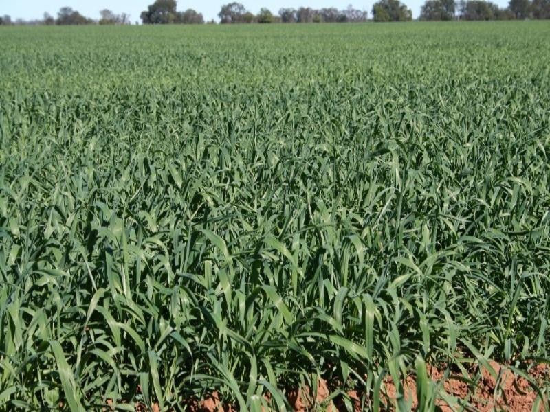 0 Wallumbilla South Road, Wallumbilla QLD 4428