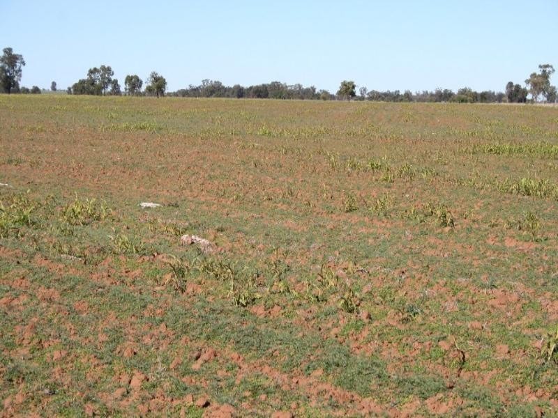 0 Wallumbilla South Road, Wallumbilla QLD 4428