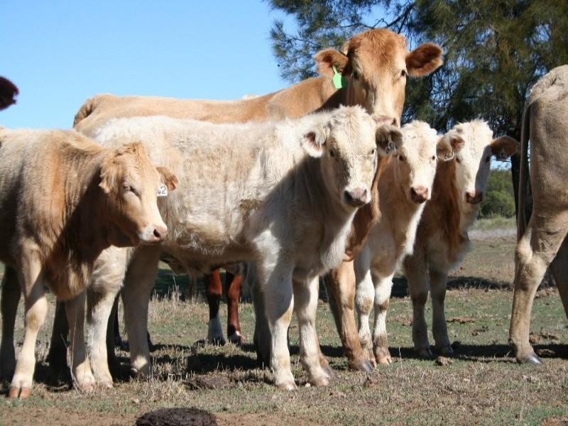 0 Wallumbilla South Road, Wallumbilla QLD 4428