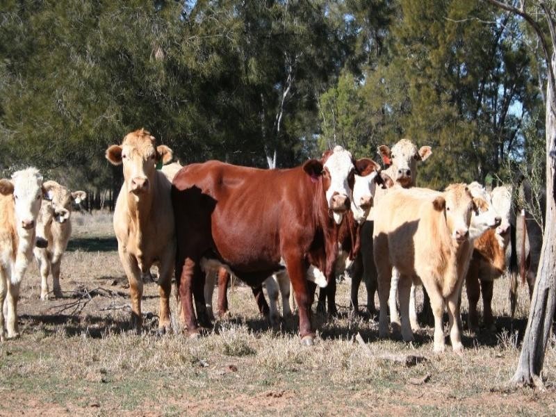 0 Wallumbilla South Road, Wallumbilla QLD 4428