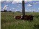 6893 Oralla Road, Injune QLD 4454