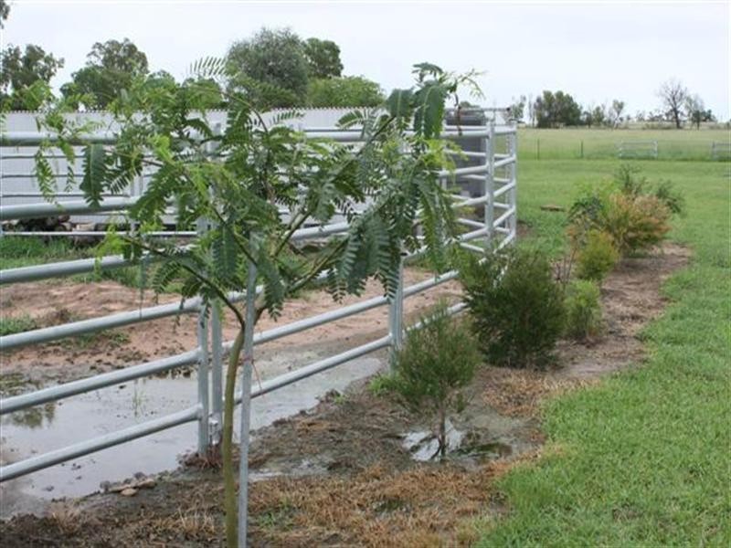 0 Grapeview, Roma QLD 4455