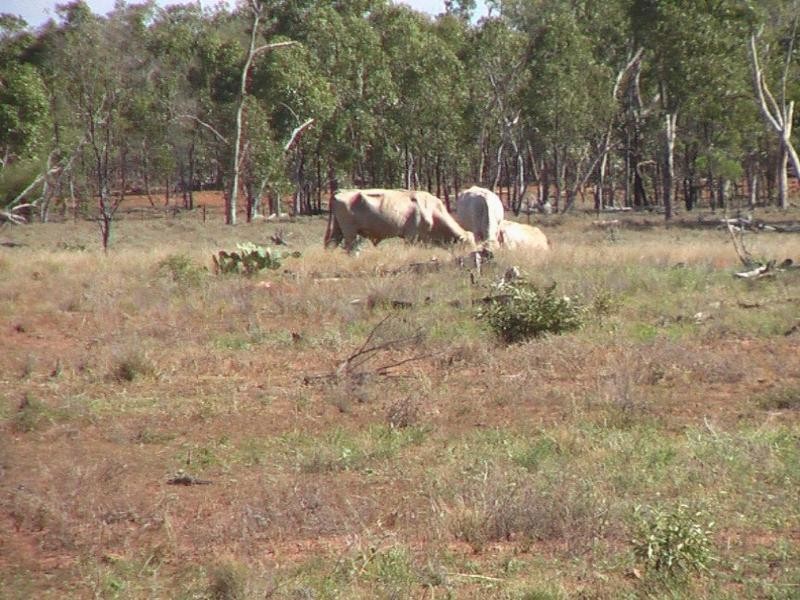 1 Araby, Roma QLD 4455