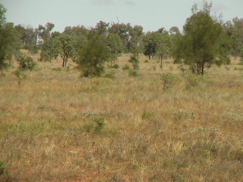 1 Araby, Roma QLD 4455