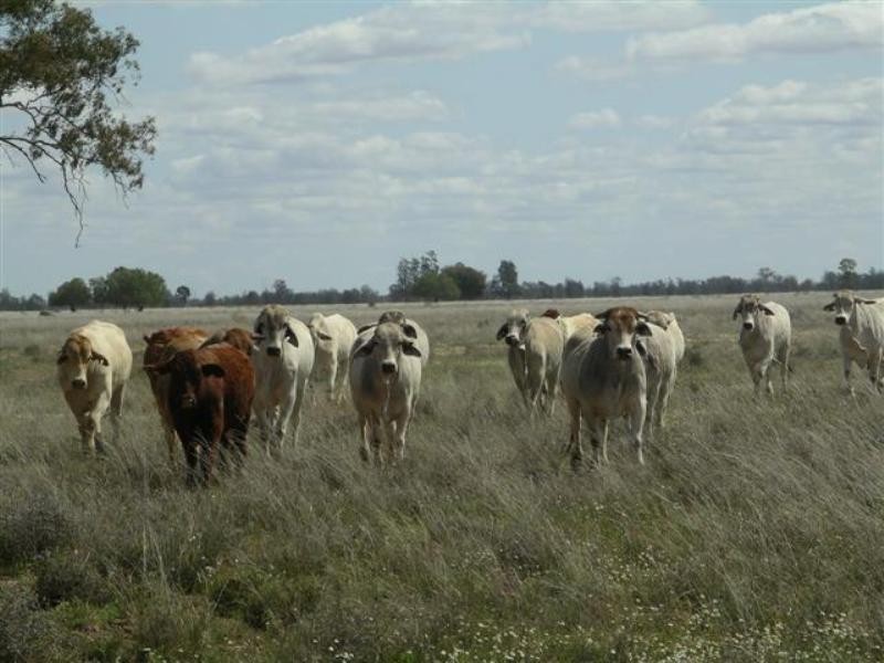 1 Quibet, Roma QLD 4455