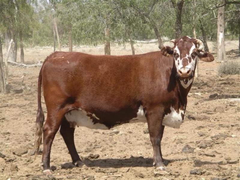 Lot 15 Southern Road, Roma QLD 4455