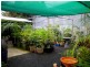 0 Plantaroma Nursery, Roma QLD 4455