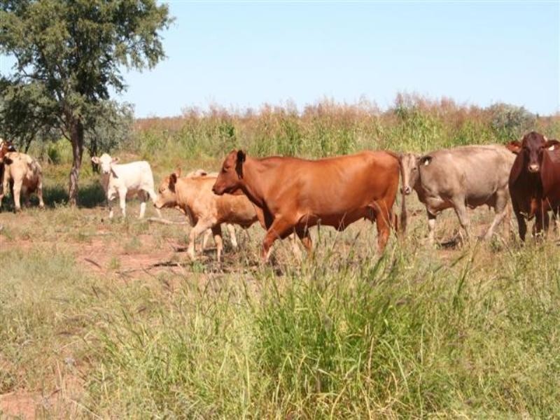 0 Budgeri Road, Mitchell QLD 4465