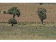 Chinchilla QLD 4413