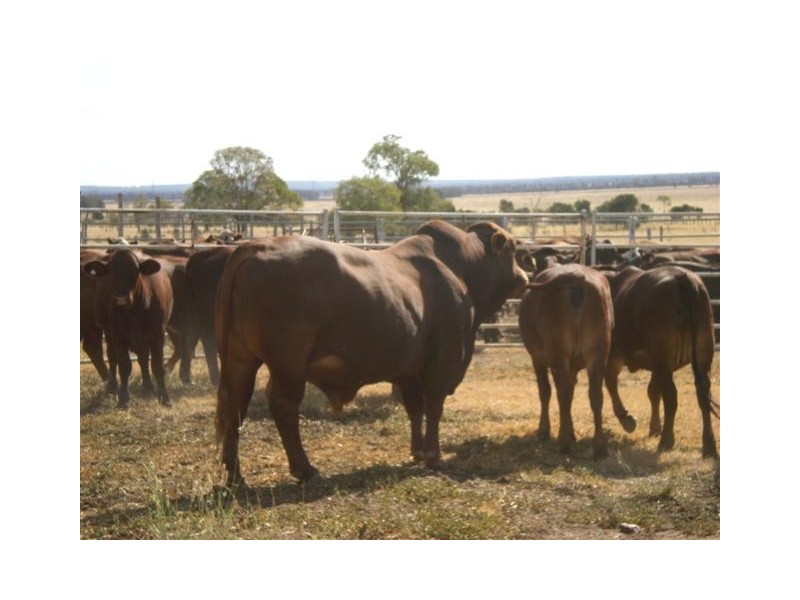 93 C Kerrs Road, Chinchilla QLD 4413