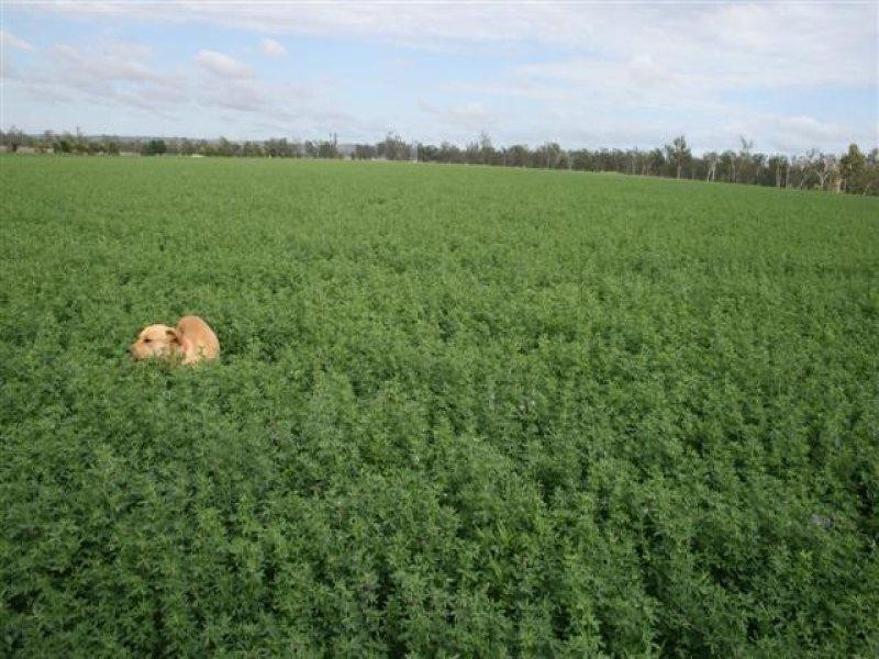 1 Halfpenny Drive, Mundubbera QLD 4626