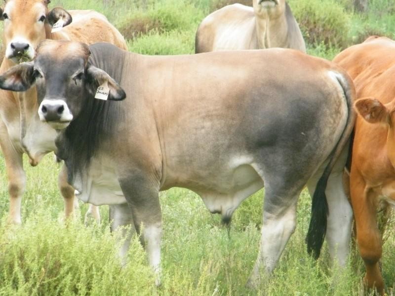 Lot 6 Pelican Back Road, Chinchilla QLD 4413