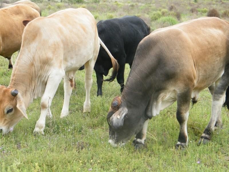 Lot 6 Pelican Back Road, Chinchilla QLD 4413