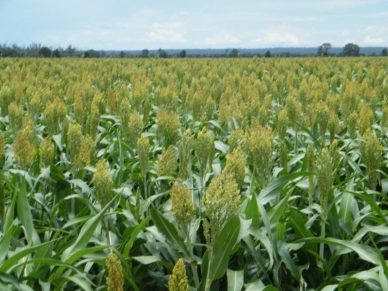 Kavine/Enclife Wondai Road, Canaga QLD 4413