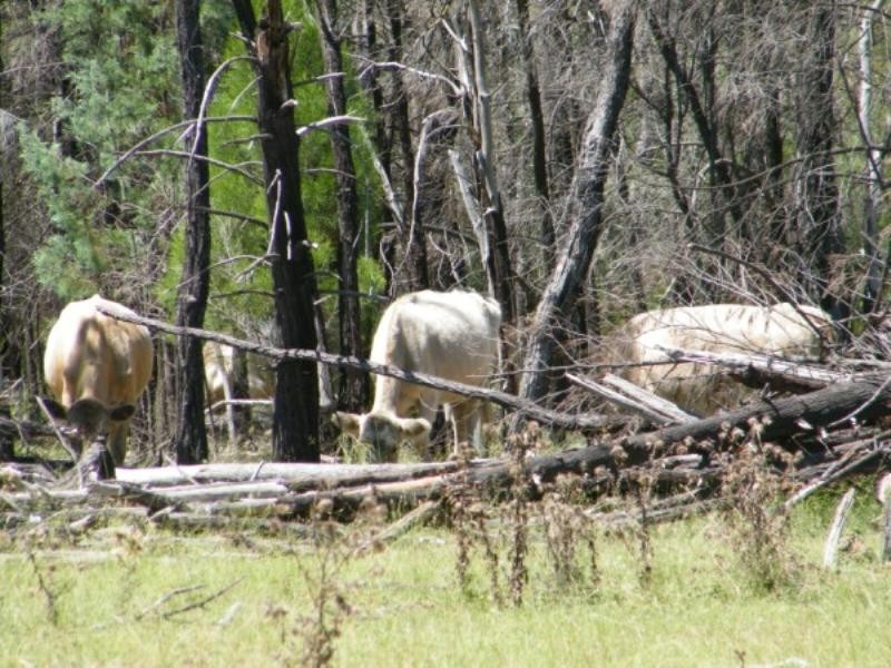 * Surcingle Road, Chinchilla QLD 4413