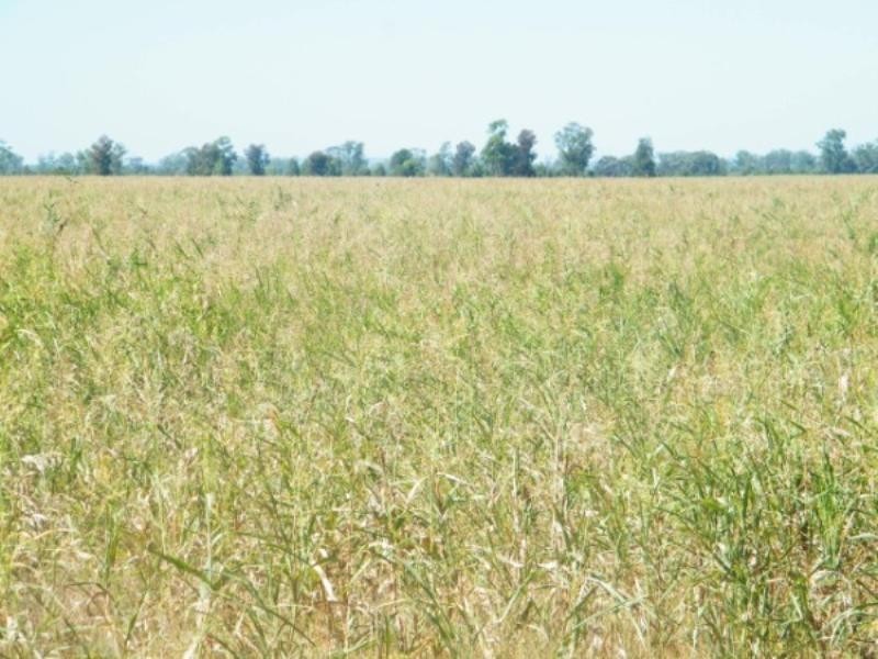 321 Glenearn Road, Glenmorgan QLD 4423