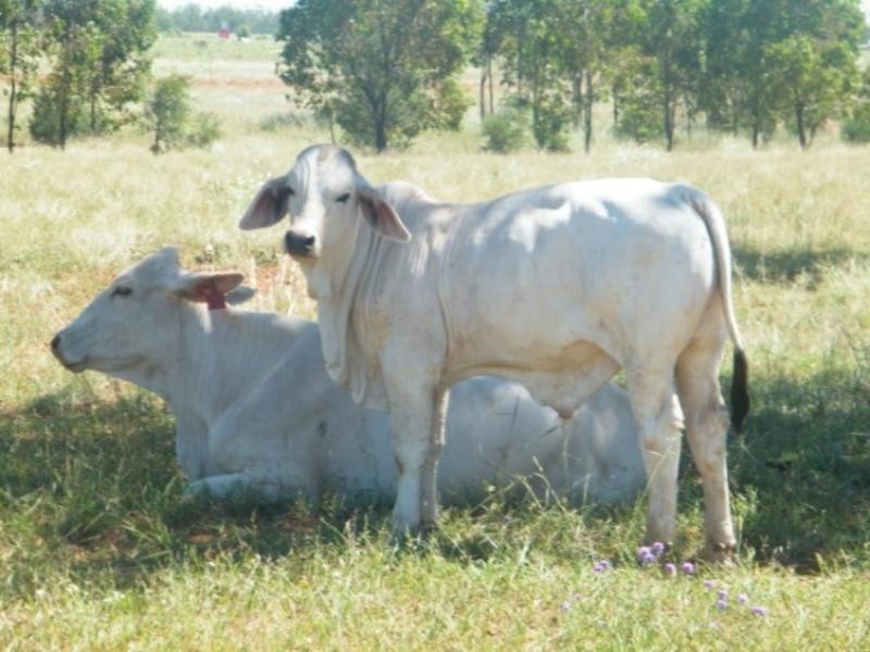 321 Glenearn Road, Glenmorgan QLD 4423