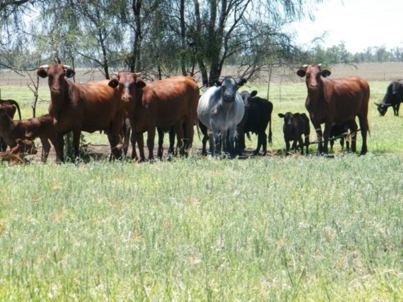 * Warrego Highway, Chinchilla QLD 4413