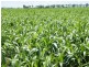 - Warrego Highway, Dalby QLD 4405