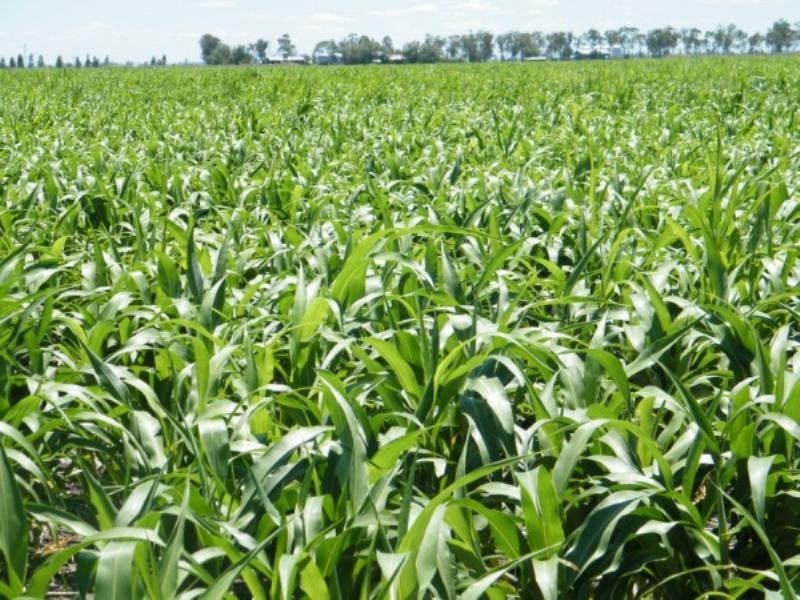 - Warrego Highway, Dalby QLD 4405