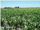 - Warrego Highway, Dalby QLD 4405