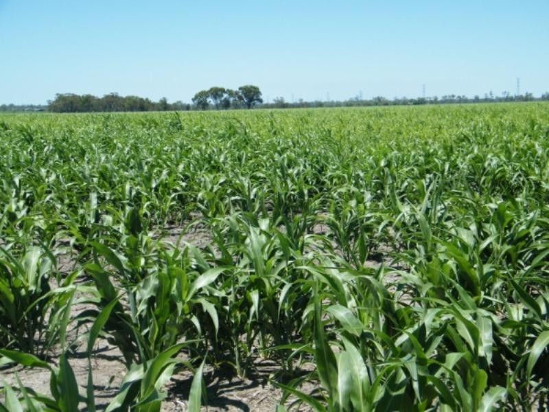 - Warrego Highway, Dalby QLD 4405