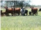 - Warrego Highway, Dalby QLD 4405