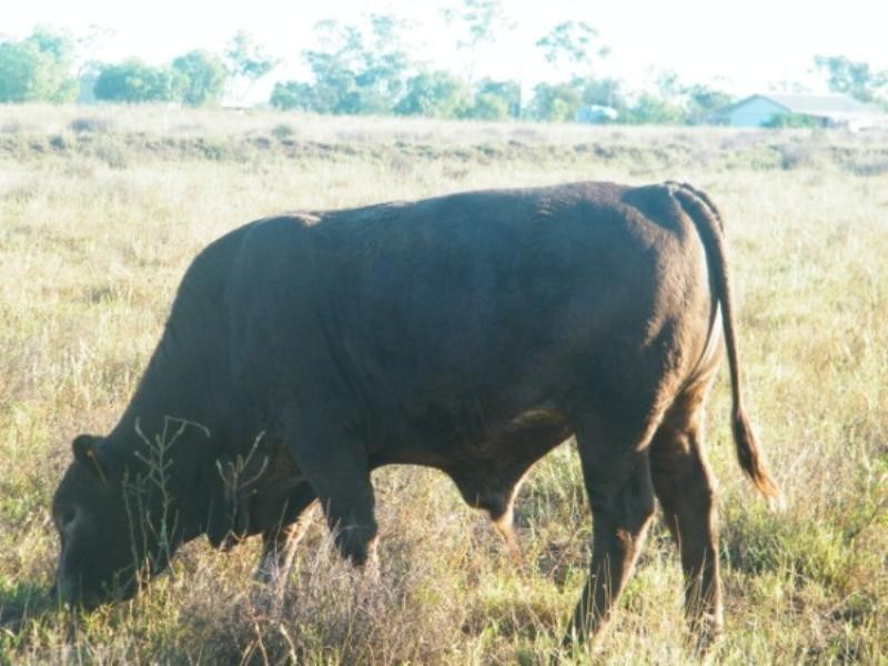 248 Dawson Gates Road, Chinchilla QLD 4413