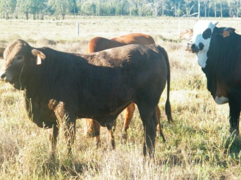 248 Dawson Gates Road, Chinchilla QLD 4413