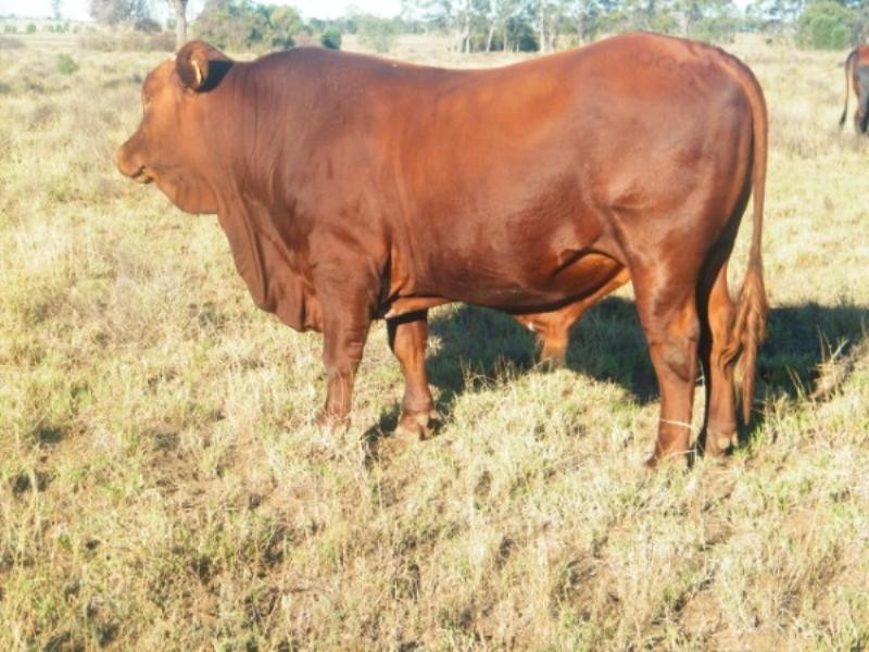 248 Dawson Gates Road, Chinchilla QLD 4413