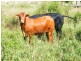 30788 Gayndah/Monto Road, Monto QLD 4630