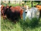 30788 Gayndah/Monto Road, Monto QLD 4630