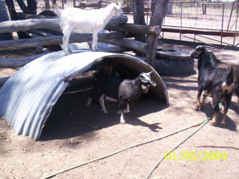 137 Wyalla Road, Chinchilla QLD 4413