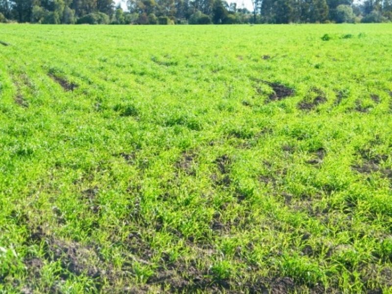 . Wondai Road Chances Plain, Chinchilla QLD 4413