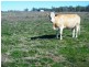 RIVERSIDE Leichhardt Highway, Condamine QLD 4416