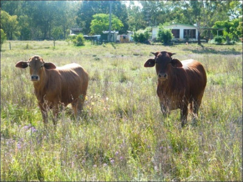 105 Mount Myrtle Road, Miles QLD 4415