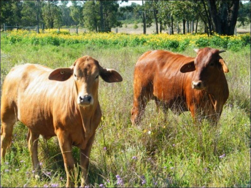 105 Mount Myrtle Road, Miles QLD 4415