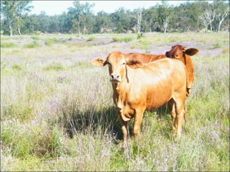 105 Mount Myrtle Road, Miles QLD 4415