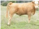 Lot 6 Pelican Back Road, Burncluith QLD 4413