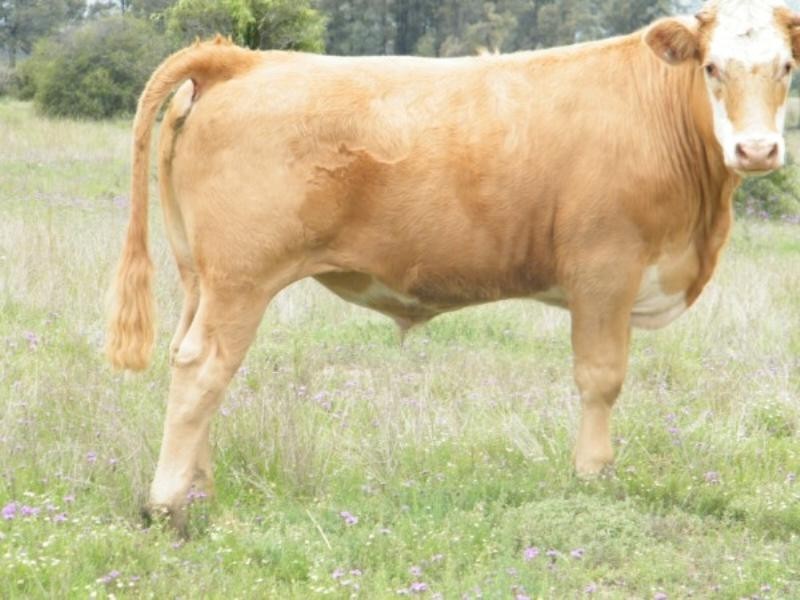 Lot 6 Pelican Back Road, Burncluith QLD 4413