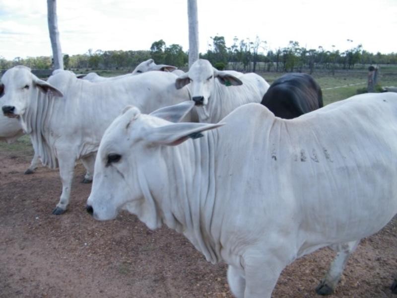 706 Healy’s Crossing Road, Brigalow QLD 4412