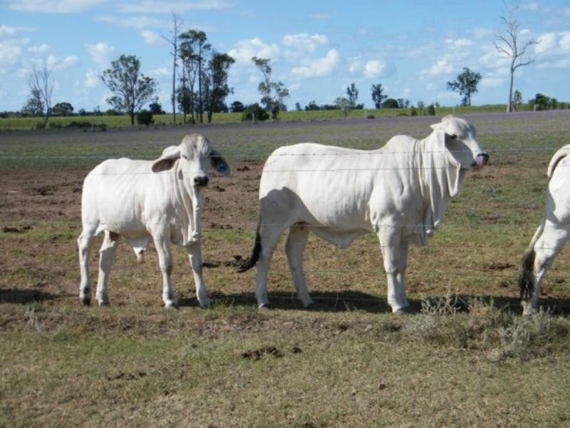 706 Healy’s Crossing Road, Brigalow QLD 4412