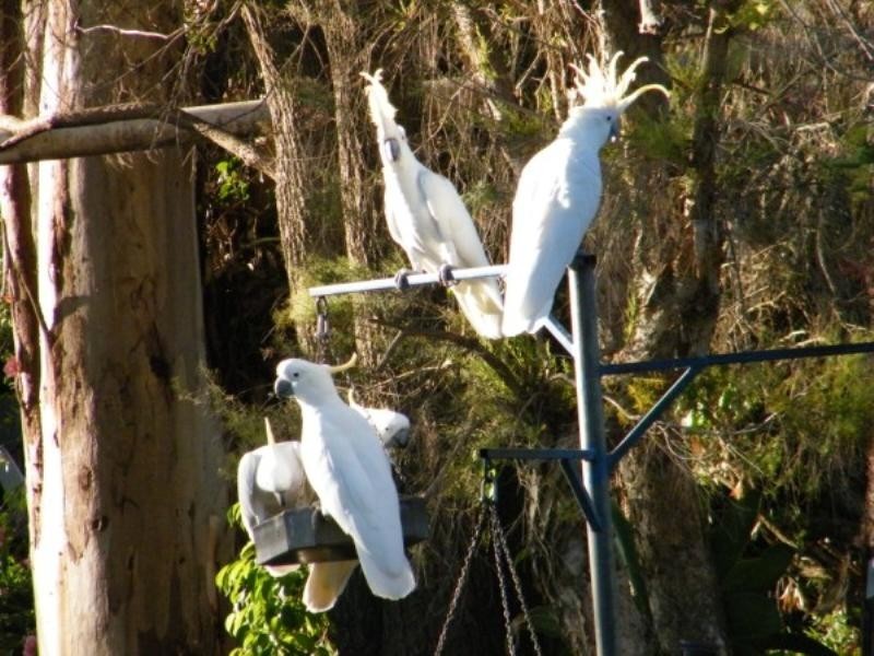 706 Healy’s Crossing Road, Brigalow QLD 4412