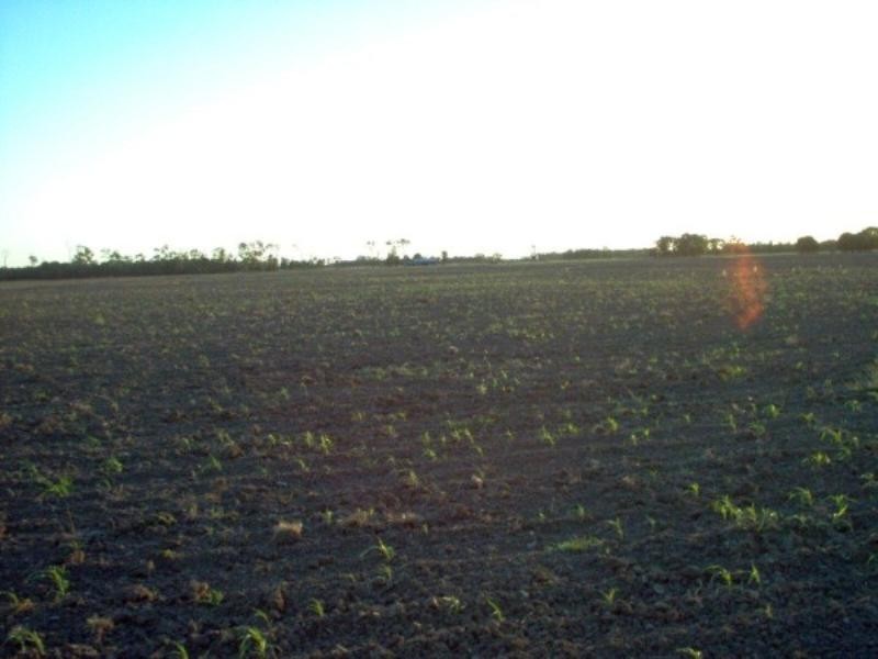 Lot 6 Pelican Back Road, Burncluith QLD 4413