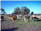 Lot 6 Pelican Back Road, Burncluith QLD 4413