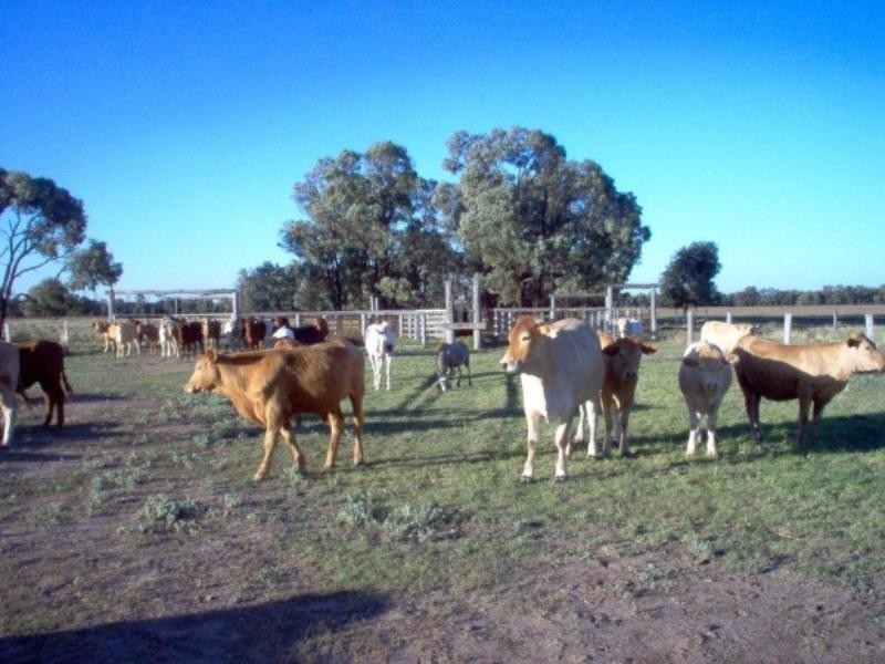 Lot 6 Pelican Back Road, Burncluith QLD 4413