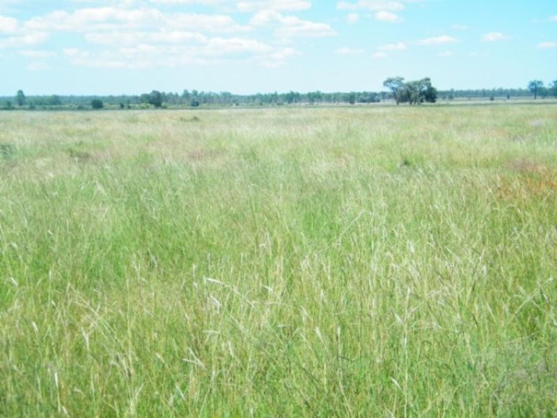 1213 Cameby Road, Chinchilla QLD 4413